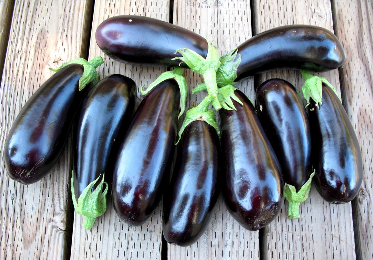 Eggplant