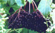 ripe elderberries