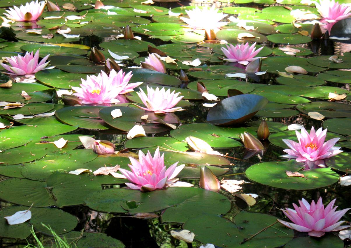 Pond Lilly