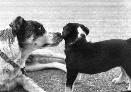 Sandy and puppy Kelly