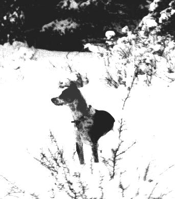 Sandy in the snow