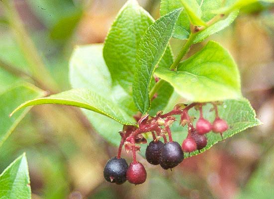 salal