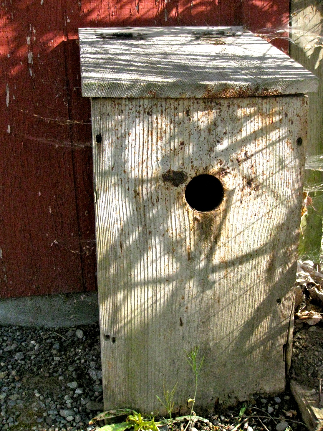 Bees in water box