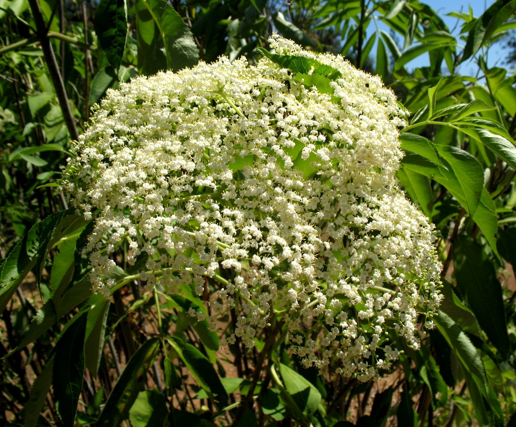 elderberrie blossoms