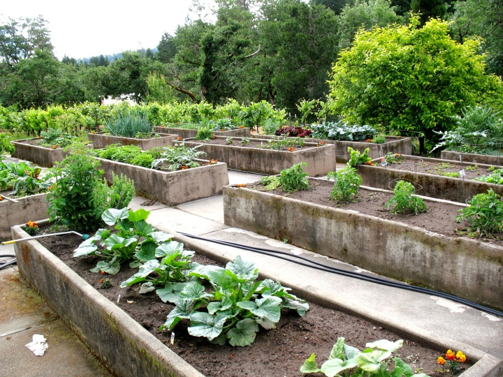 Garden 2012