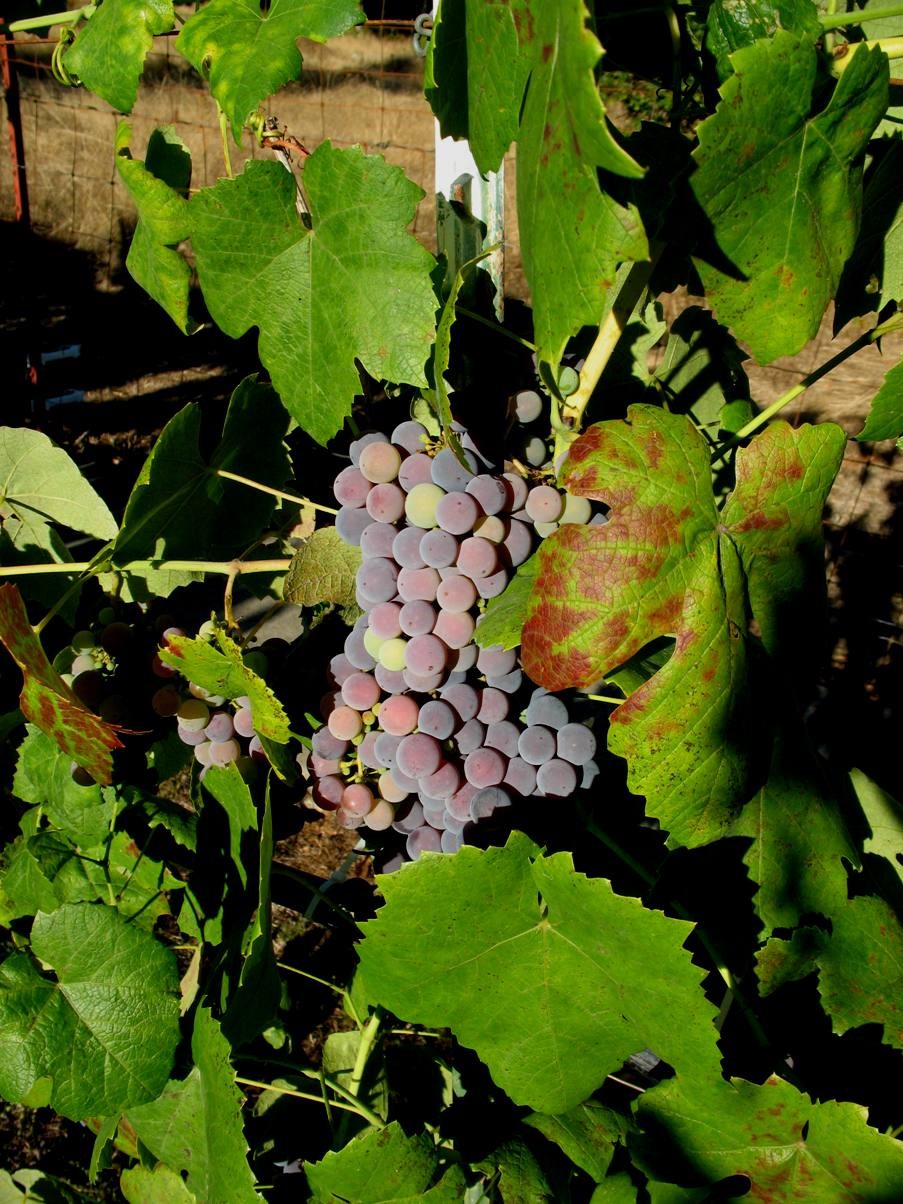 grapes 2011