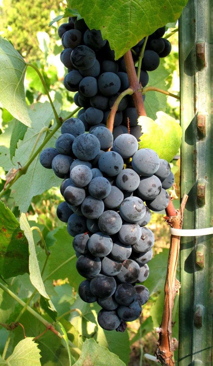 grapes