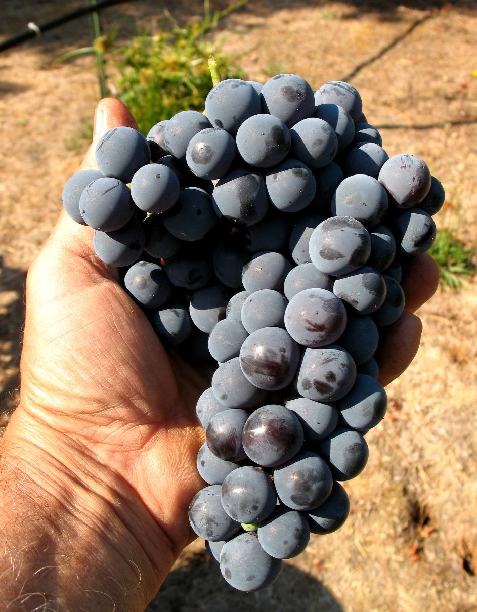 grapes