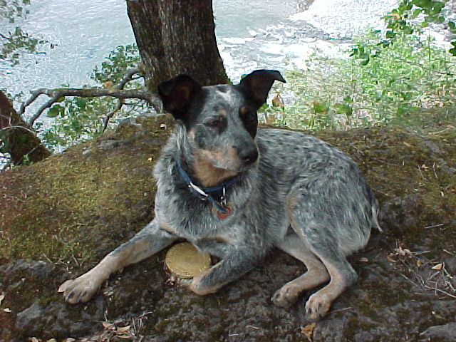 josie camping at Silver creek