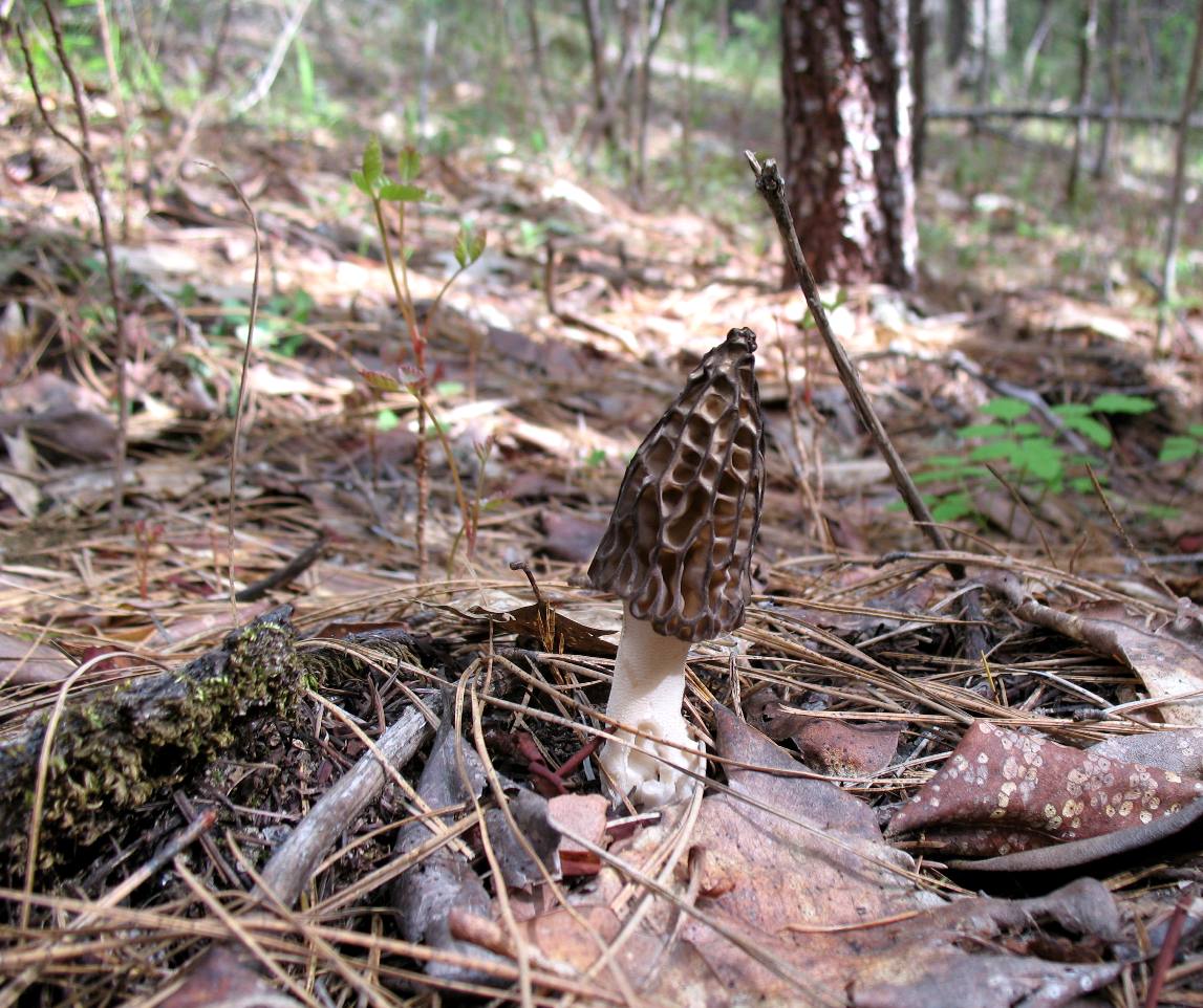 morel