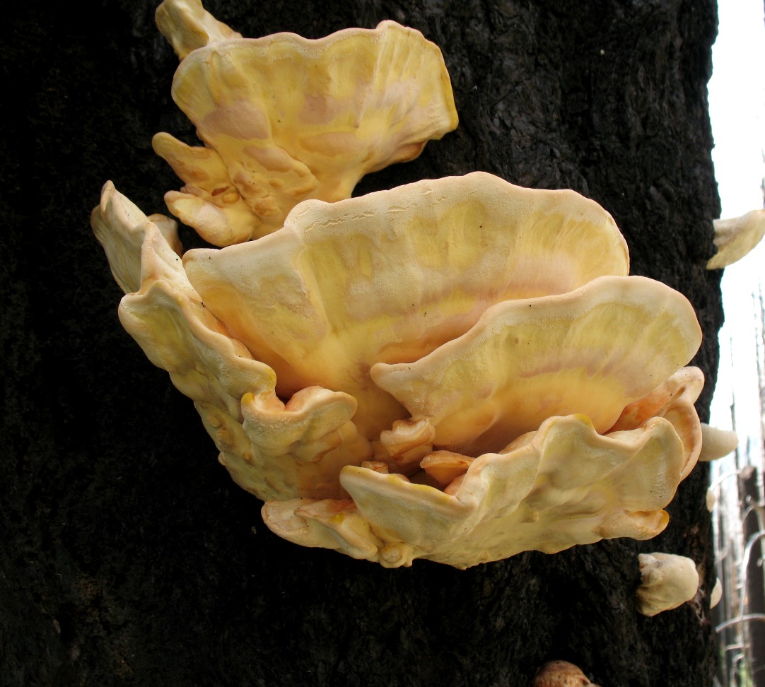 Chicken of the woods