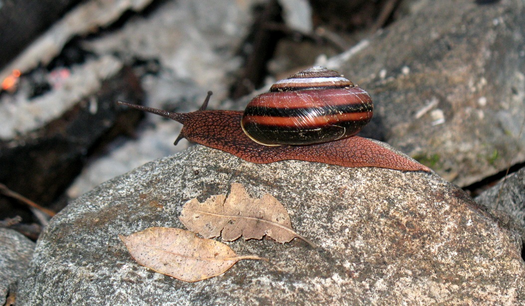 snail