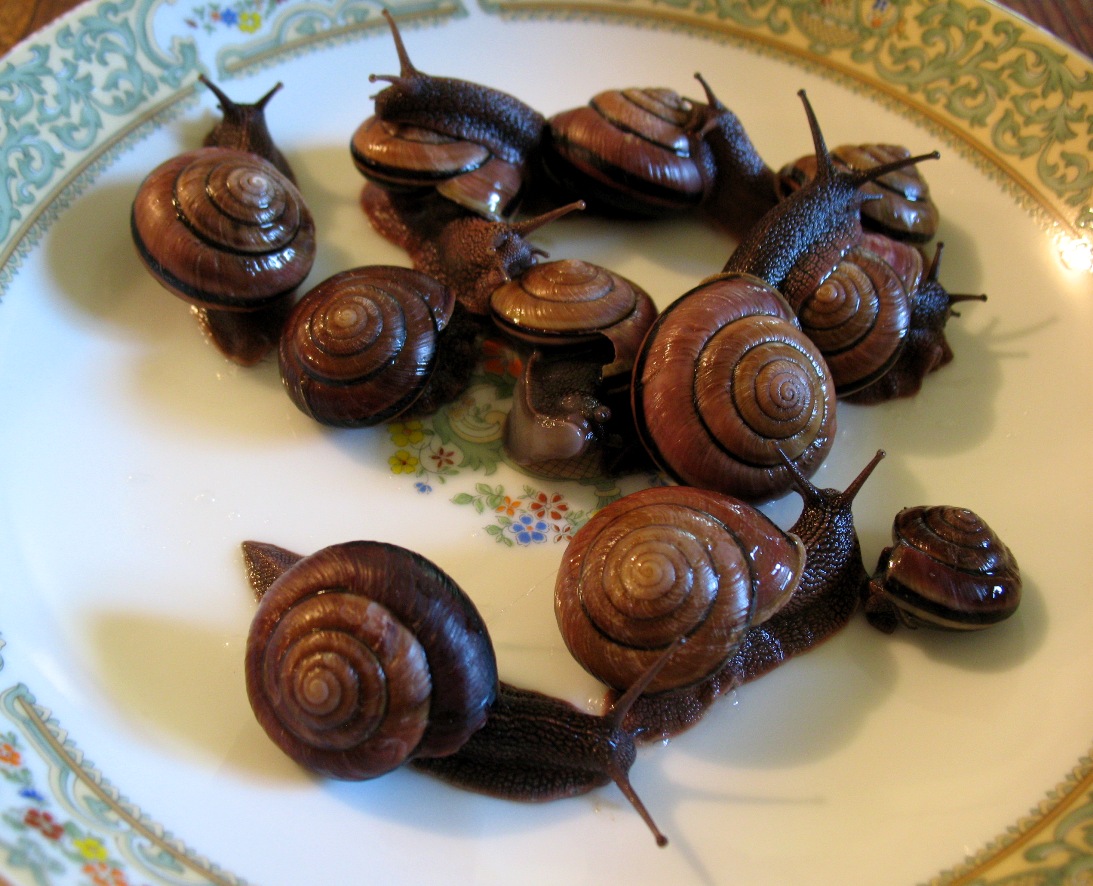 snails