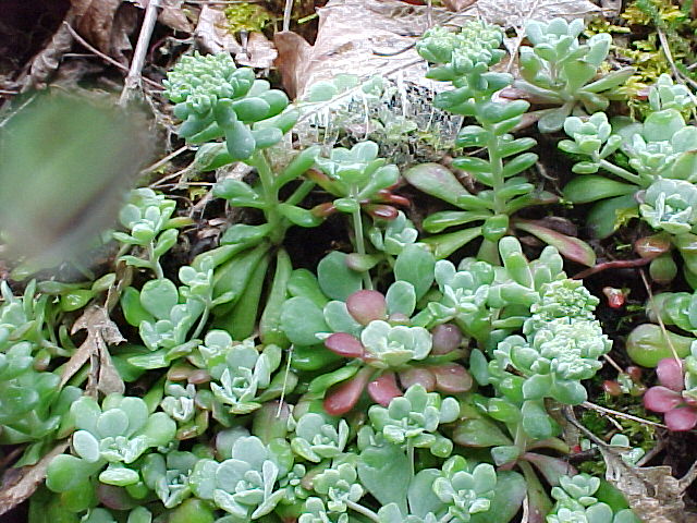 stonecrop