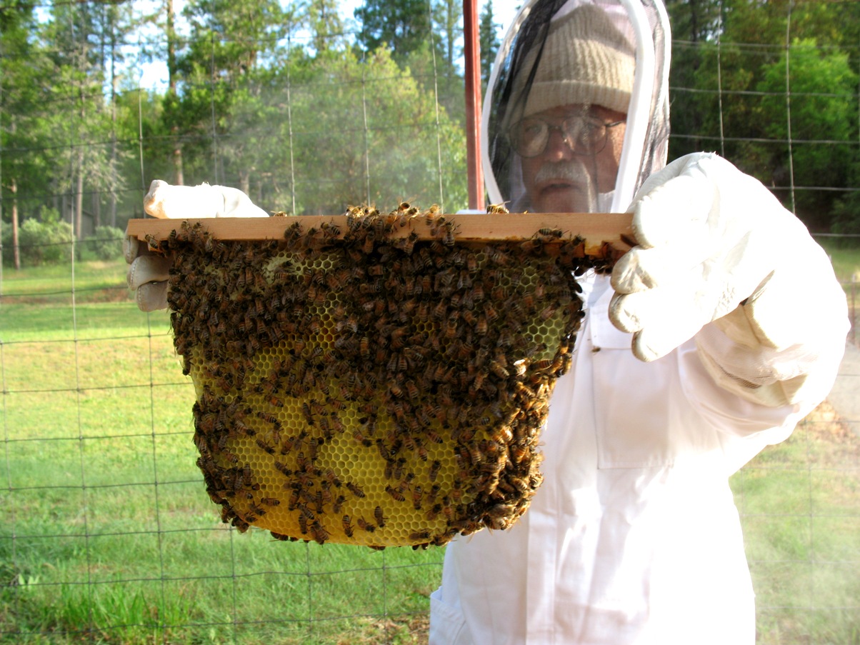 top bar bees