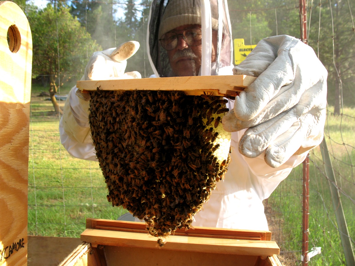 top bar bees