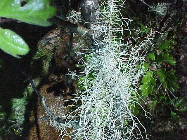 Usnea1