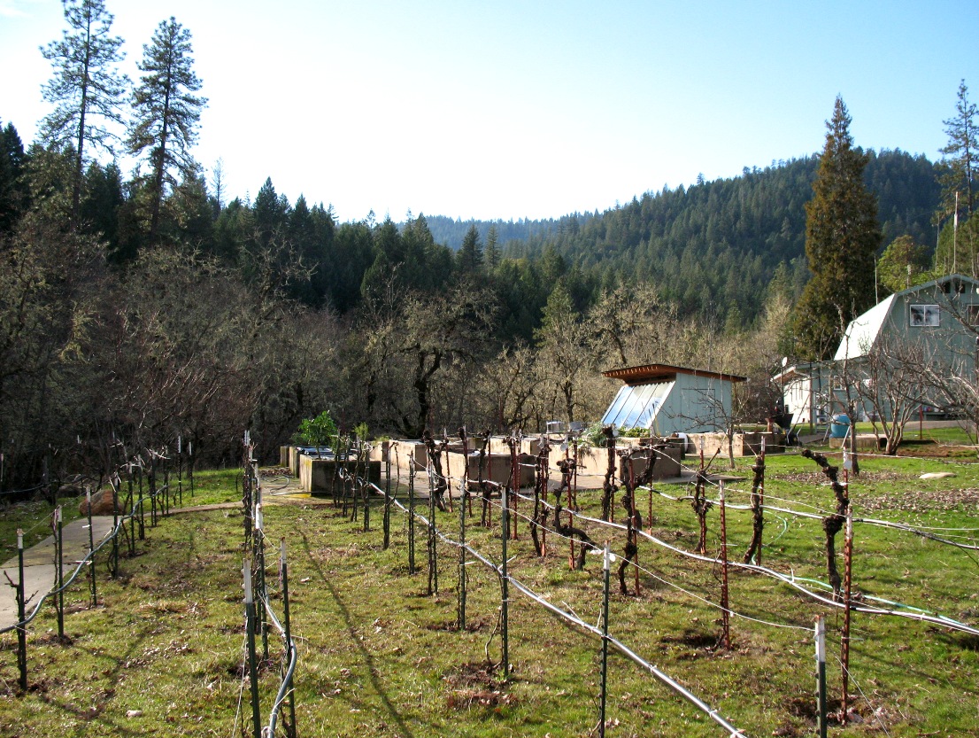 Vingyard in winter