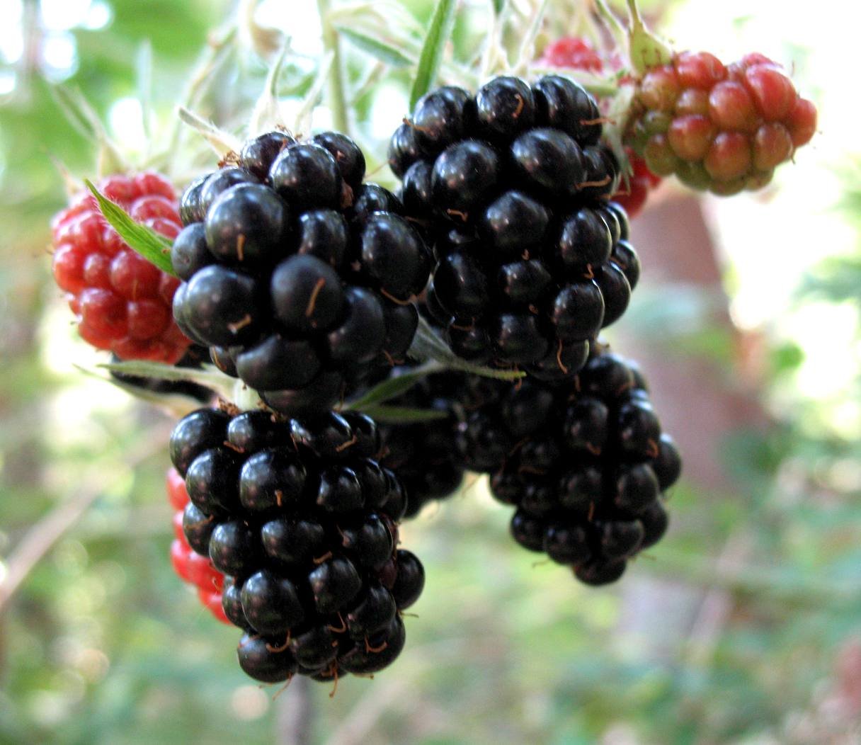 blackberries