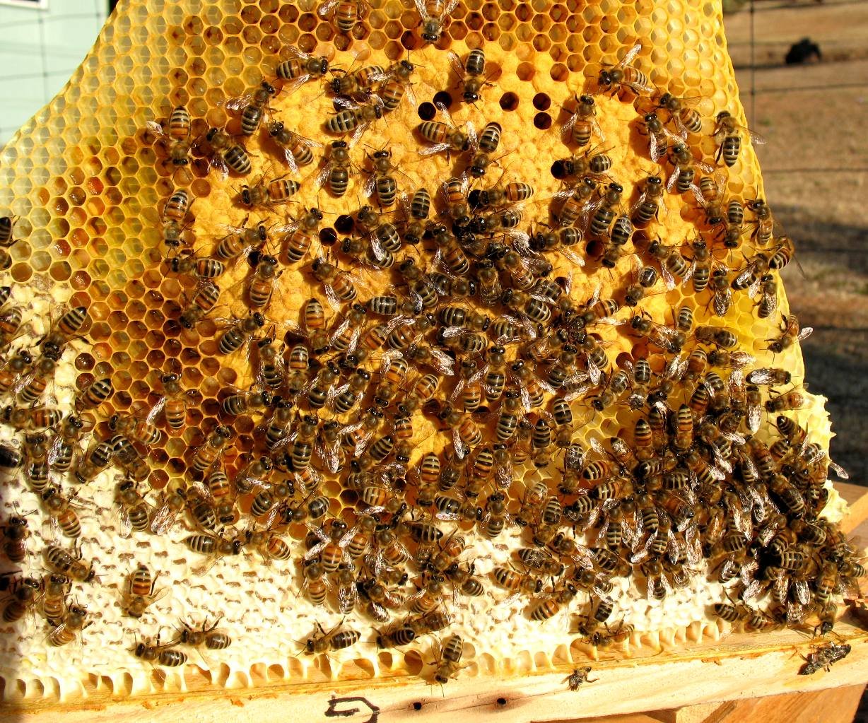 Brood