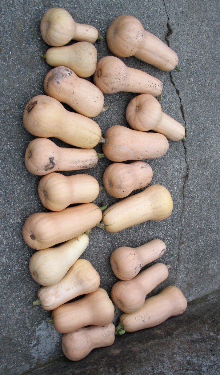 butternut