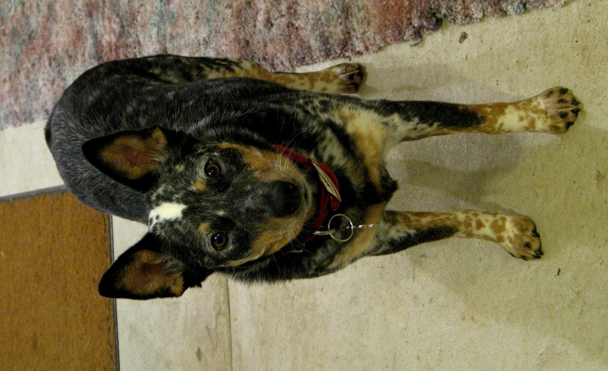 Dixie