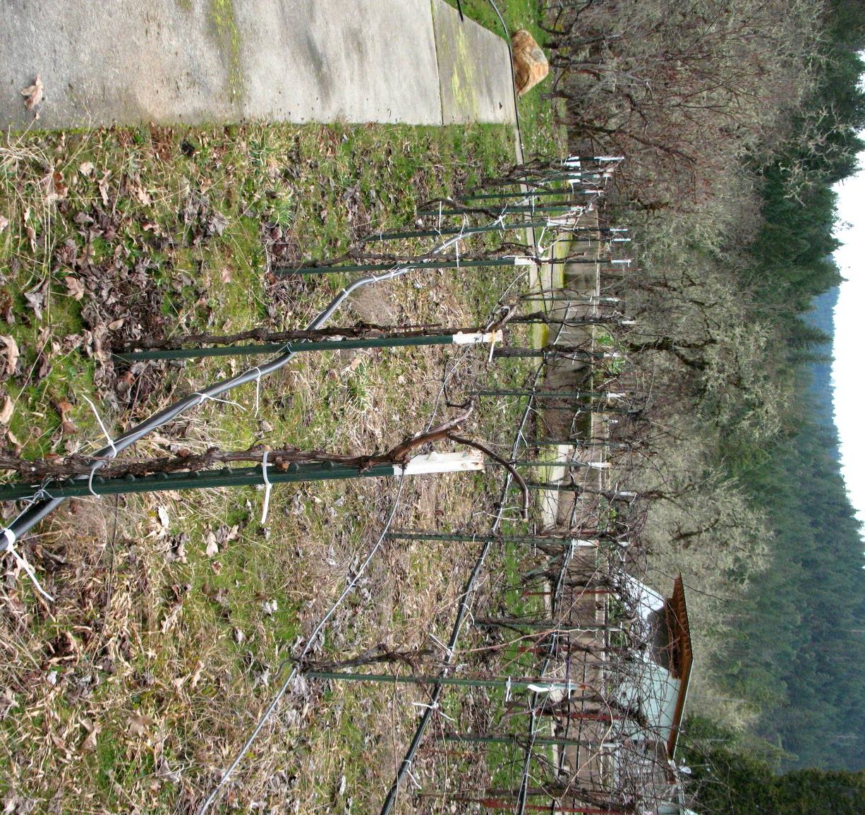 grapes