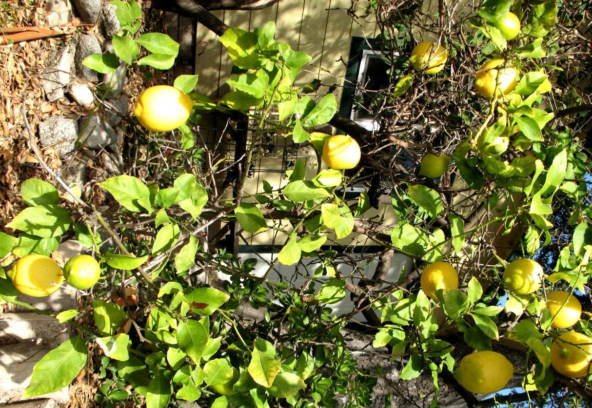 lemons