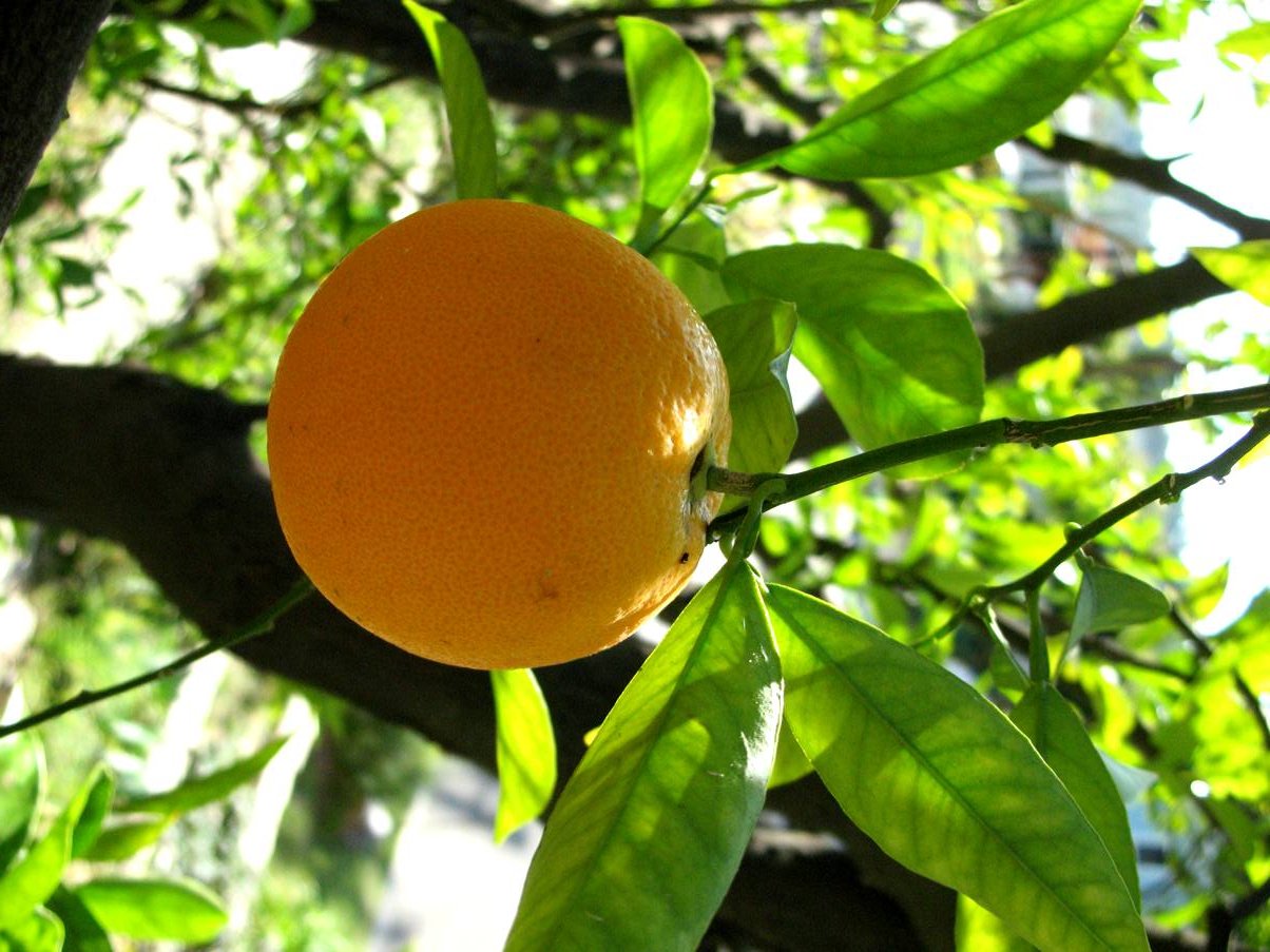 orange