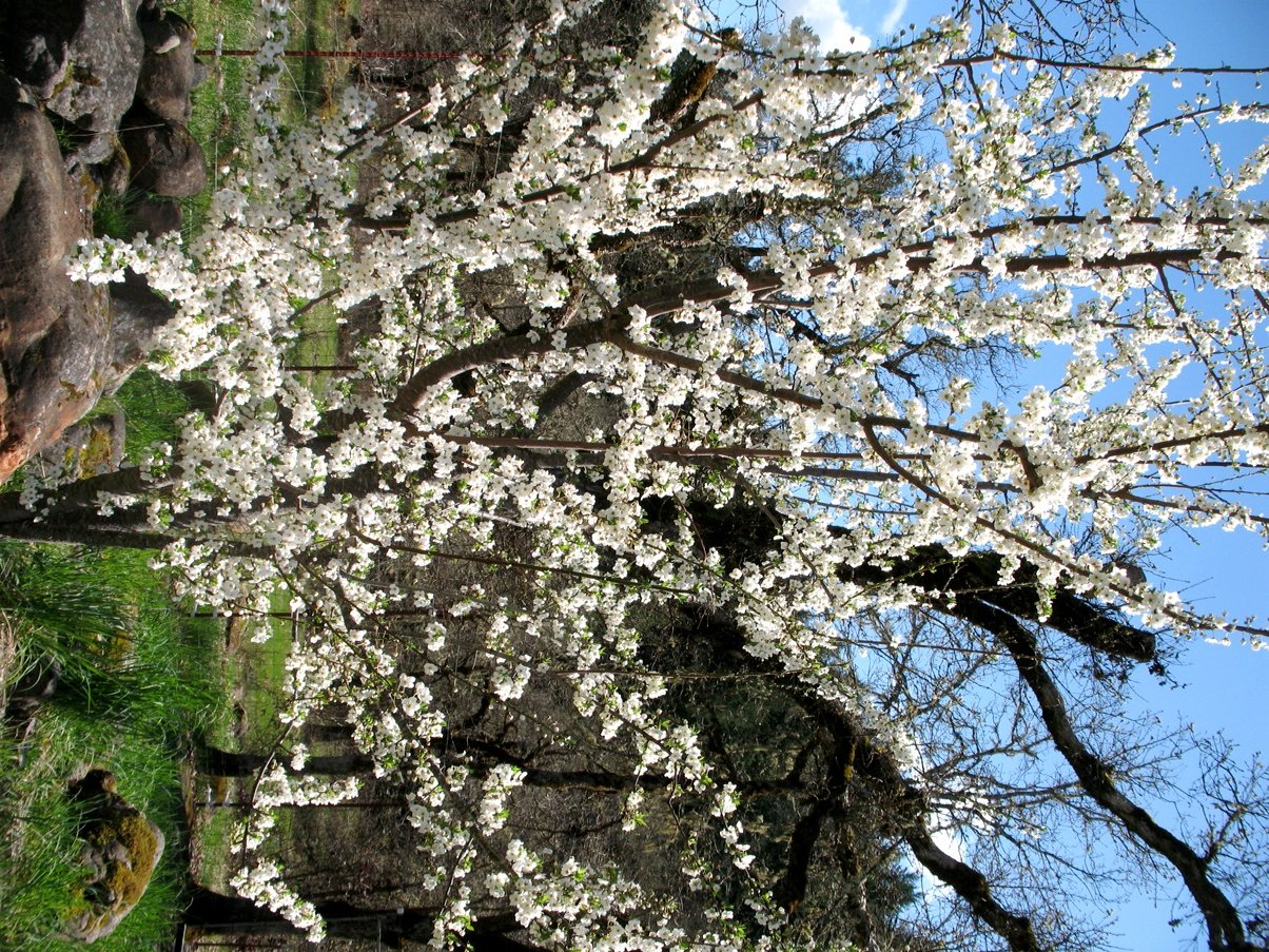 bloom
