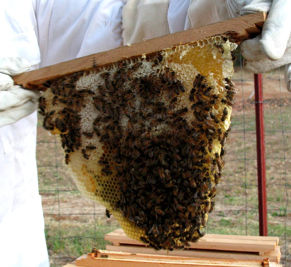 bees