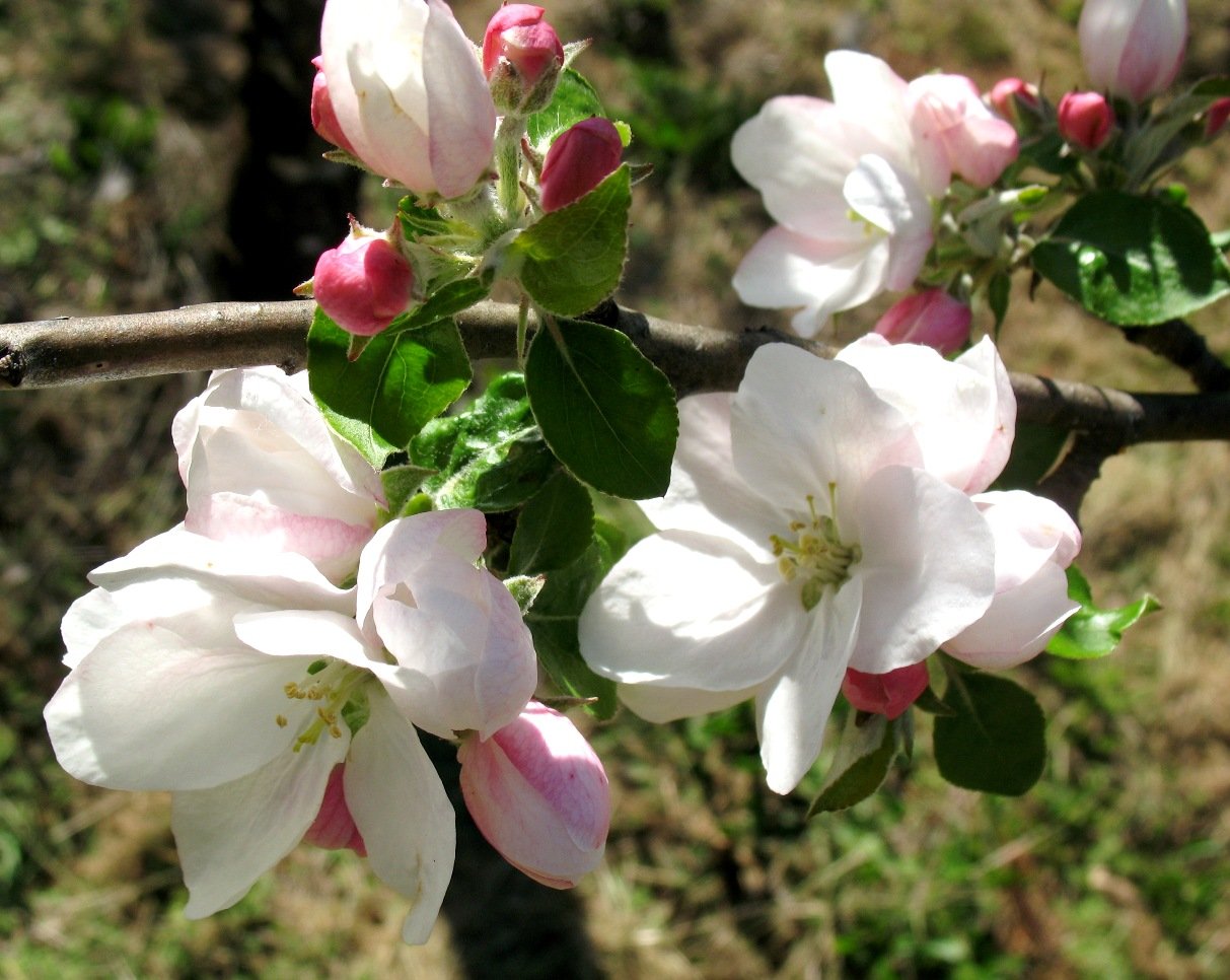 BLOSSOM