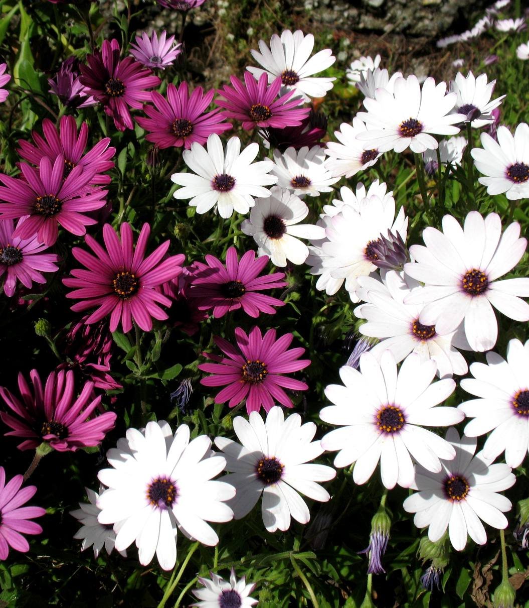 aster