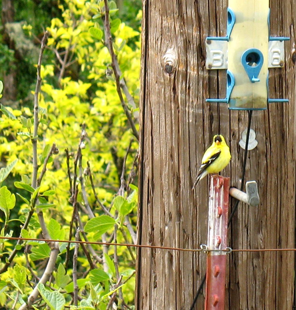 Bird