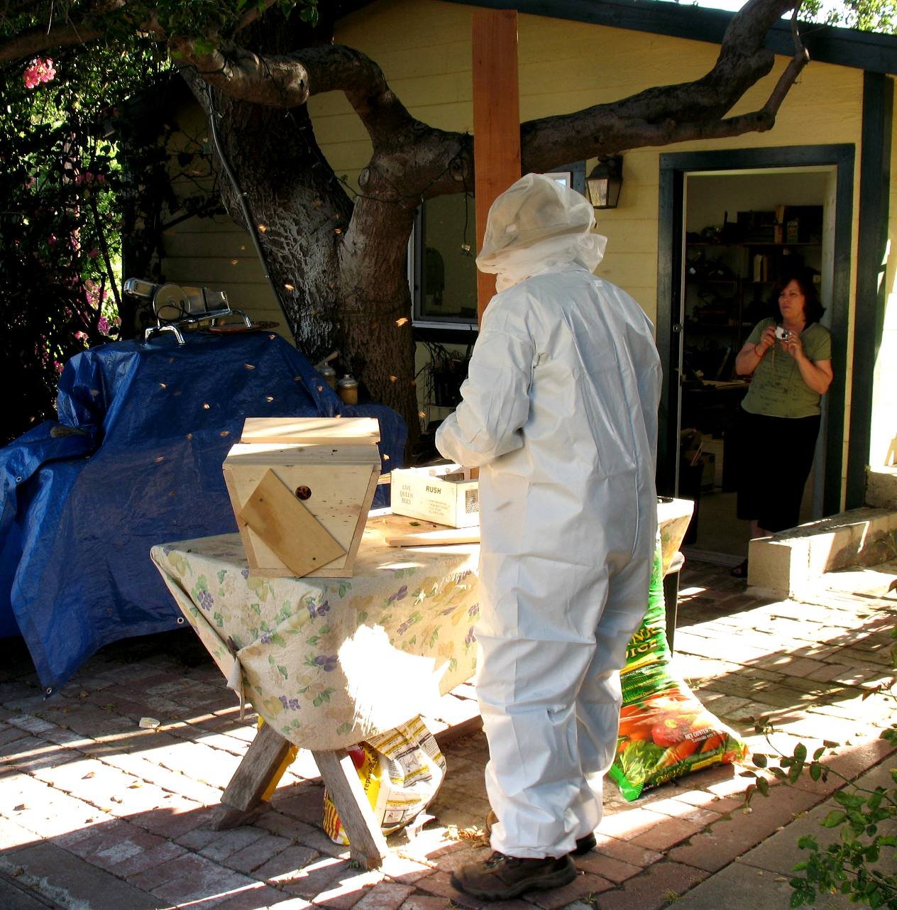 bees