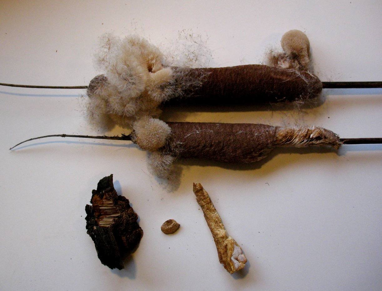 cattail