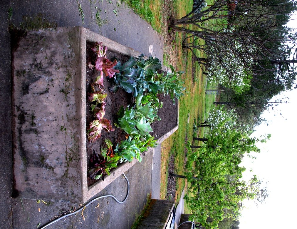 garden