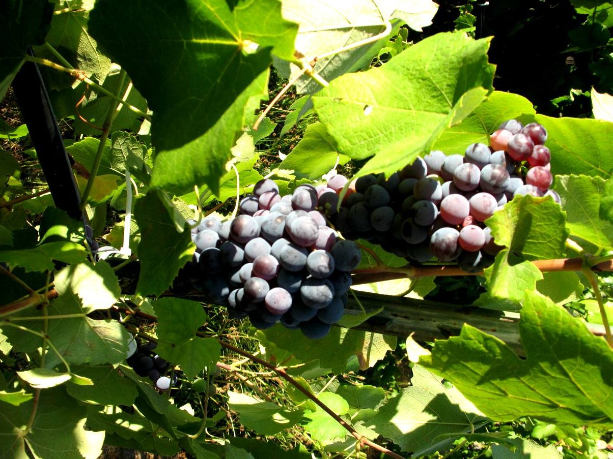 grapes