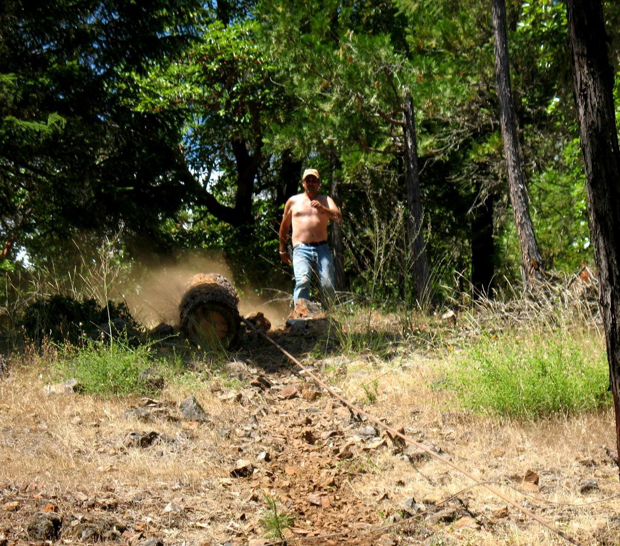 logs