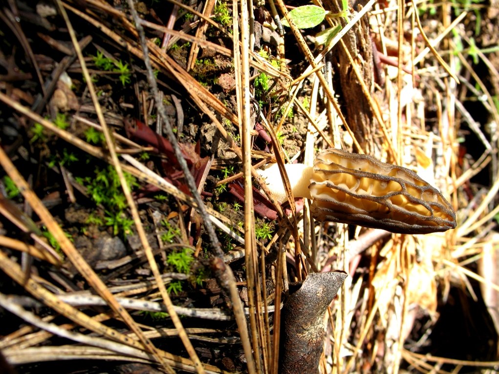 morel