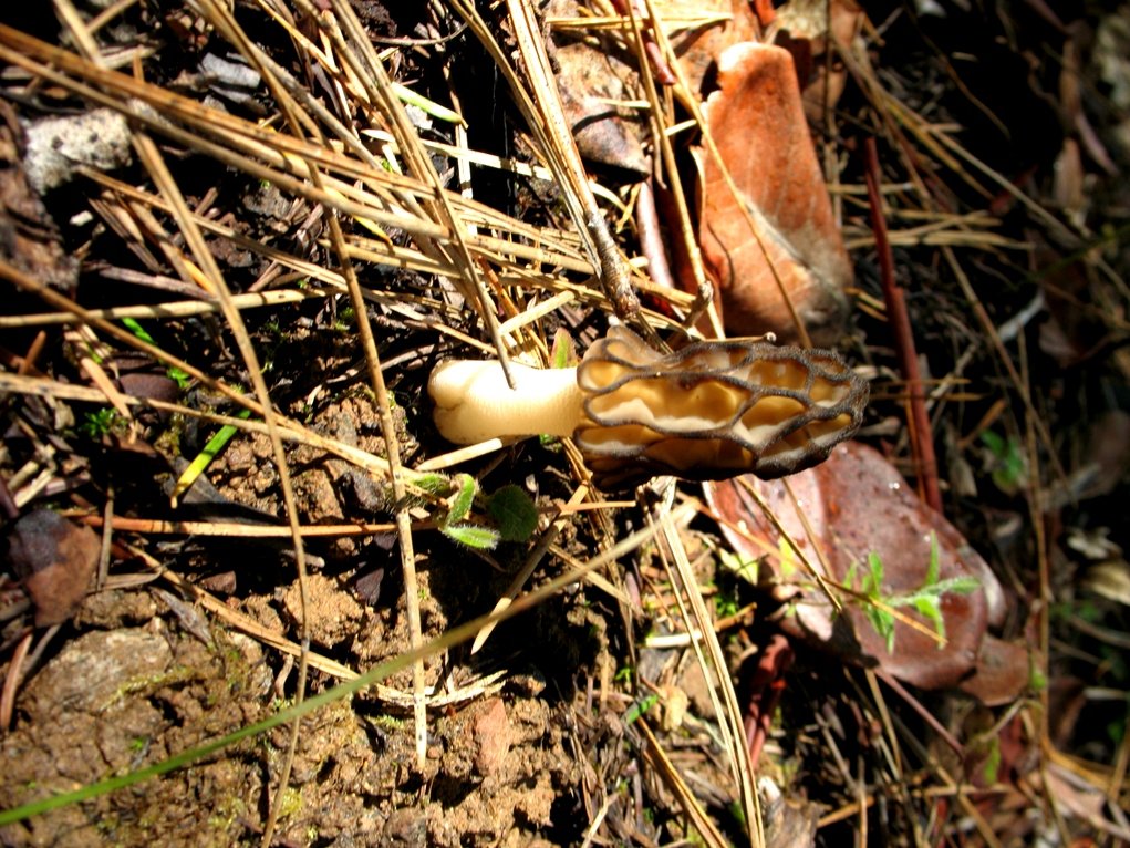 morel