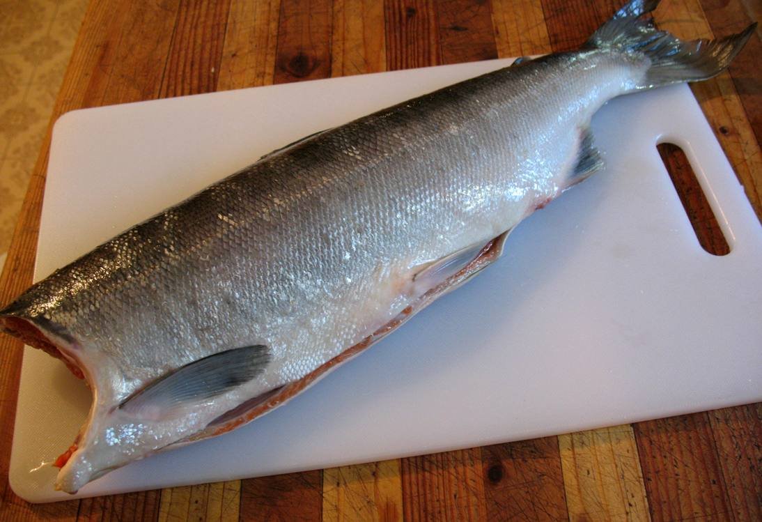 salmon