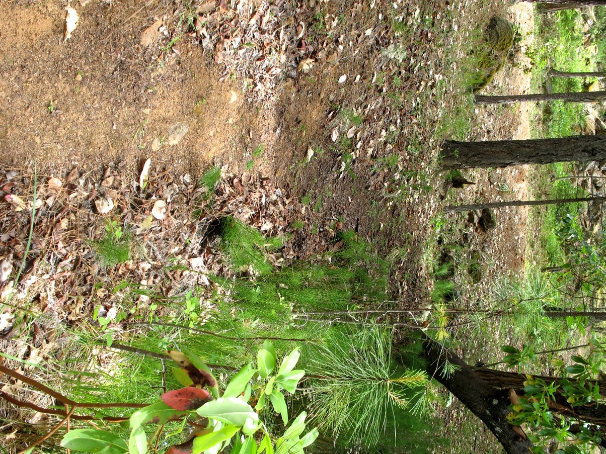 trail
