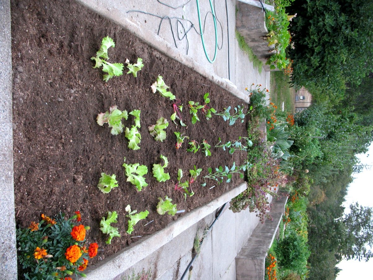 garden