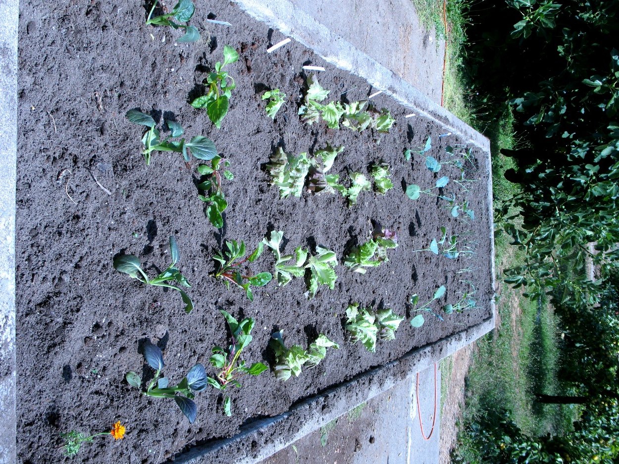 garden