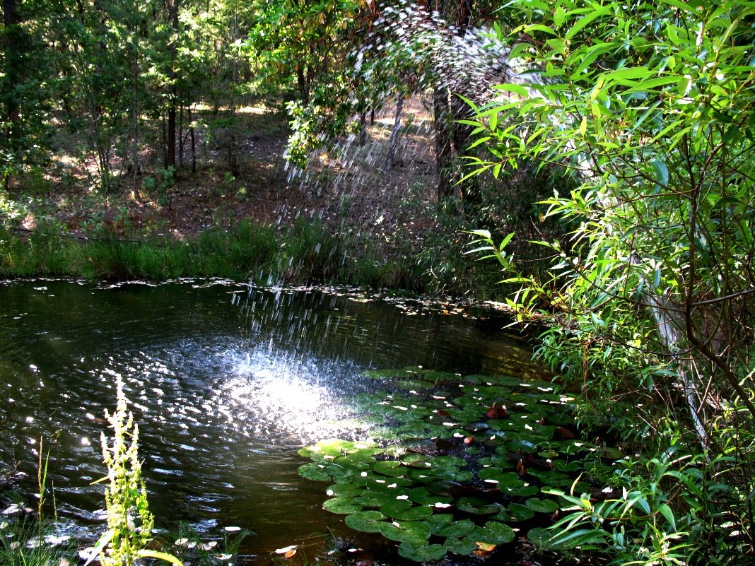 Pond
