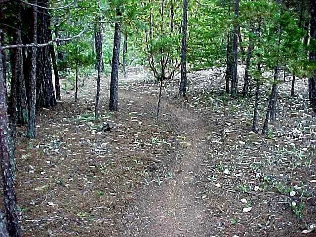 t11